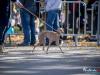 1131_img_3250_wynik