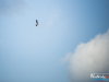 1741img_1280_06_24_2017