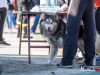1153img_8681_02_07_2016