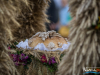 1605img_7179