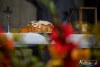IMG_20151502