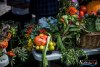 IMG_20341505