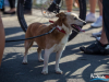 1553img_1242