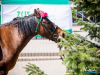 1153_img_0264_wynik