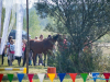 1111img_9632_09_12_2016