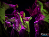 1748IMG_9055_wynik