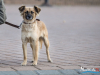 1506img_6797_wynik