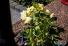 1506IMG_0746
