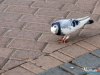 IMG_4839