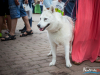 1218img_9583_08_06_2017