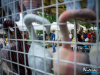 1252img_9715_08_06_2017