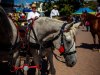 HMIMG_4079