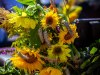 HMIMG_4119