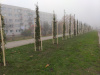 2_wynik