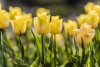 tulipany