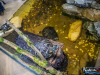 1526IMG_8673