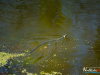 1153img_1655_04_03_2017