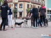 pieski0033