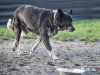 1517img_6655_wynik
