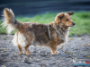 1518img_6662_wynik