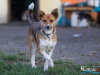 1537img_6685_wynik