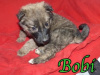 bobk