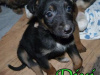 dixi