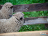 1409img_5674