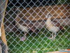 1413img_5706