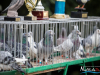 1513img_4355