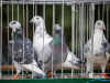 1517img_4359