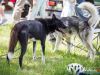 1135img_4452
