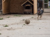 1823img_5682