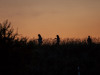 2105img_7528