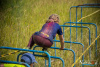 1154IMG_2895_wynik