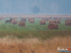 rykowisko-20130001