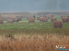 rykowisko-20130002