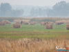 rykowisko-20130003