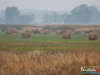rykowisko-20130004