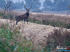 rykowisko-20130010