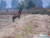 rykowisko-20130011