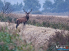 rykowisko-20130013