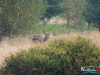 rykowisko-20130039