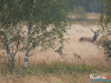 rykowisko-20130042