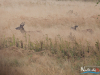 rykowisko-20130043