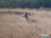 rykowisko-20130044