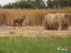 rykowisko-20130045