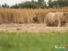 rykowisko-20130046