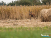 rykowisko-20130047