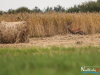 rykowisko-20130048